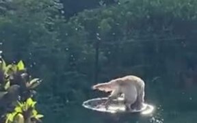 Golden Retriever Plays Around In The Bird Pool
