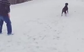 Not The Most Athletic Doggo Out There