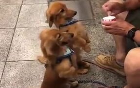 Wholesome Doggos Get Fed Ice-Cream By This Man
