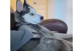 Dramatic Dog - Animals - VIDEOTIME.COM