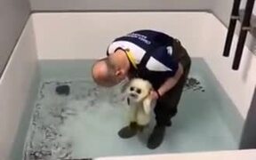 Baby Seal Experiences Swimming For The First Time