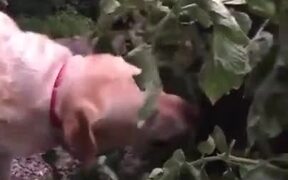 Healthy Eating Doggo Picks A Tomato And Eats It - Animals - VIDEOTIME.COM