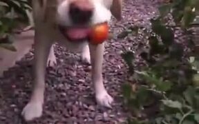 Healthy Eating Doggo Picks A Tomato And Eats It