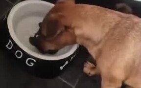 Puppy Tries To Grab The Bone - Animals - VIDEOTIME.COM
