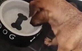 Puppy Tries To Grab The Bone - Animals - VIDEOTIME.COM