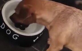 Puppy Tries To Grab The Bone