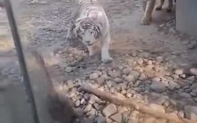 Not Even Tigers Can Take On A Goose