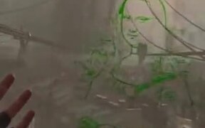 Drawing Mona Lisa On A Window In A Game