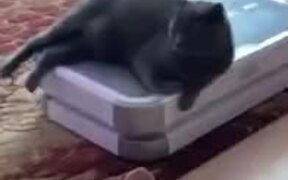 Nothing, Just A Cat Chilling On A Foot Massager