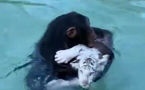Chimpanzee Guides Tiger Cub And Human To Safety - Animals - VIDEOTIME.COM