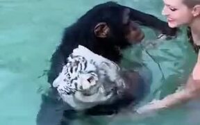 Chimpanzee Guides Tiger Cub And Human To Safety