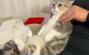 Cat Gets A Nice De-Stressing Massage - Animals - VIDEOTIME.COM