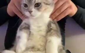 Cat Gets A Nice De-Stressing Massage