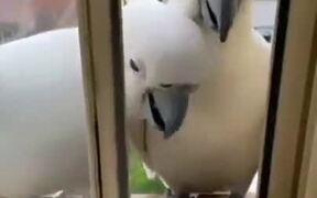 Two Cockatoos Show To Shake Hands