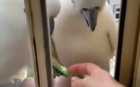 Two Cockatoos Show To Shake Hands - Animals - VIDEOTIME.COM