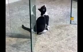 Stupid Cat Bonks Head On The Glass Table