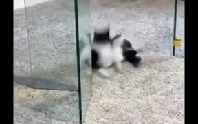 Stupid Cat Bonks Head On The Glass Table - Animals - VIDEOTIME.COM