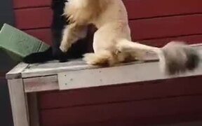 Fluffy Cat With A Lion Haircut Attacks Other Cat