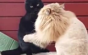 Fluffy Cat With A Lion Haircut Attacks Other Cat - Animals - VIDEOTIME.COM