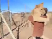 Lioness Meets Human Friend After A Long Time