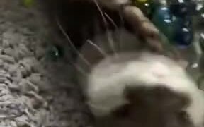 Otter Loves Playing With Marbles - Animals - VIDEOTIME.COM