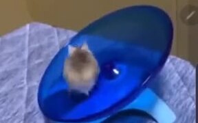 Hamsters Are The Funniest Of All Pets - Animals - VIDEOTIME.COM
