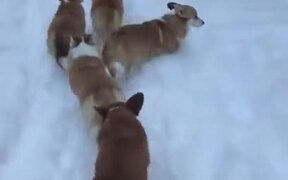 Long Line Of Corgis Headed On A Snow Trail - Animals - VIDEOTIME.COM