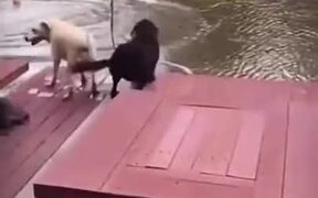 Dogs Gets Scared For Their Owner