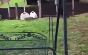 Dogs Gets Scared For Their Owner - Animals - VIDEOTIME.COM