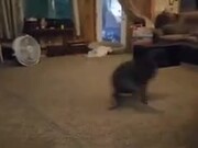 Pitbull Having The Zoomies Makes These Kids Laugh - Animals - Y8.COM