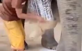 Elephant Lacking One Leg Uses Prosthetic Leg - Animals - VIDEOTIME.COM