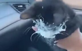 That Cat That Loves Cream Way Too Much - Animals - VIDEOTIME.COM