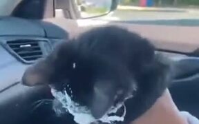That Cat That Loves Cream Way Too Much