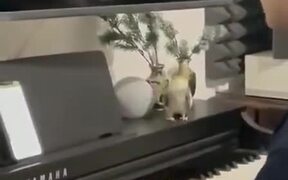 Parrot Enjoy Some Nice Piano Music