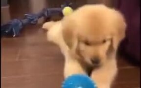 Puppy Gets Distressed About Prickly Ball