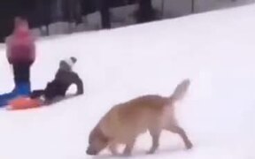 Cute Golden Retriever Loves Sliding In The Snow - Animals - VIDEOTIME.COM