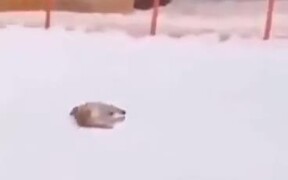 Cute Golden Retriever Loves Sliding In The Snow