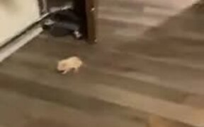 Hamster Stays Still To Avoid Cat, Doesn't Work