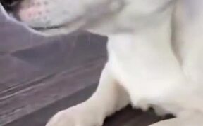Hissing Cat Dares Dog To Take Back The Ball