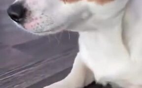 Hissing Cat Dares Dog To Take Back The Ball - Animals - VIDEOTIME.COM