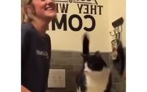 Cat Gets Massaged On The Right Spot And Gets Nuts