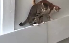 Catto Backs Up The Wrong Way - Animals - VIDEOTIME.COM
