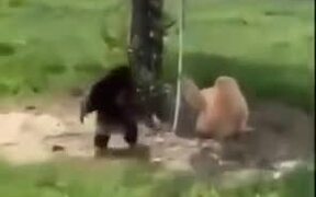 Two Monkeys Just Enjoying Life - Animals - VIDEOTIME.COM