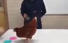Using Chicken To Illustrate Reinforcement Learning - Animals - VIDEOTIME.COM