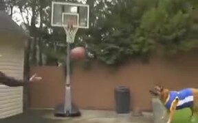 Basketball Dog