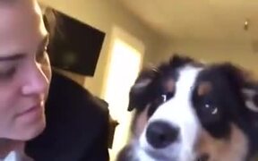 Cute Dog Gets A Kiss, Kisses Back - Animals - VIDEOTIME.COM