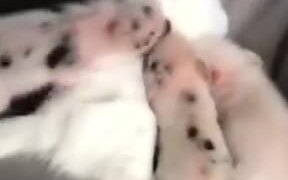 Piglets Cuddle Up With Cat And Sleep