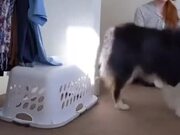 Good Dog Helps With Unloading The Laundry