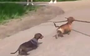 The Tiny Dog Branch Manager Has Arrived - Animals - VIDEOTIME.COM