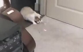 The Cat Goes Nuts Upon Seeing The Laser Beam